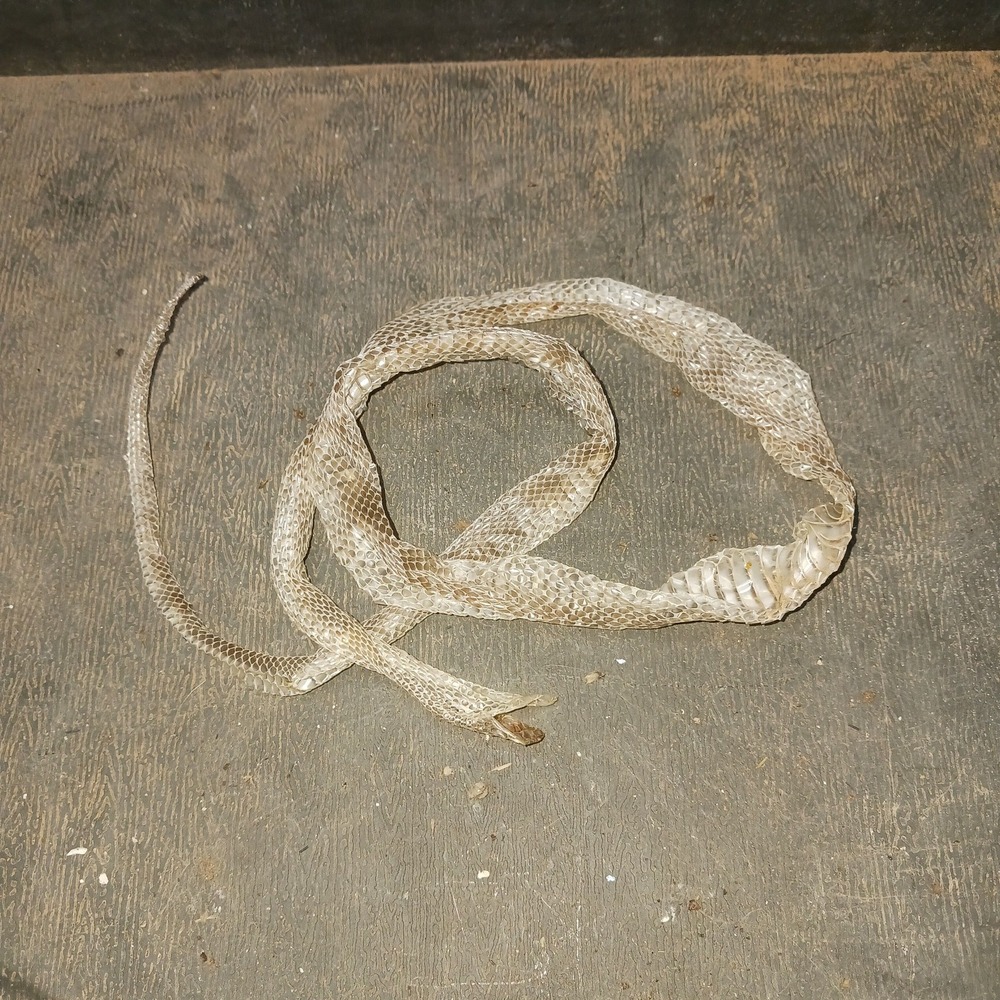 Natural Snake Shed Medium Real Reptile Skin Oddities Crafting Supplies Ethically